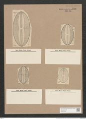 Navicula spectabilis Greg. (de-Toni-Nr.: Genus 1, Species 338) Zeichnungen Sammlung Grunow Nr. 779 (NHMW-BOT-W0367188)
